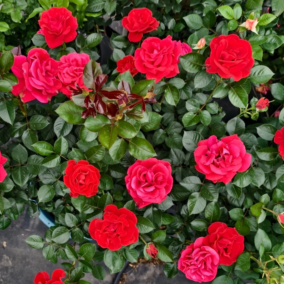 Summer Sangria Rose Plant｜魔法红鞋 image 5