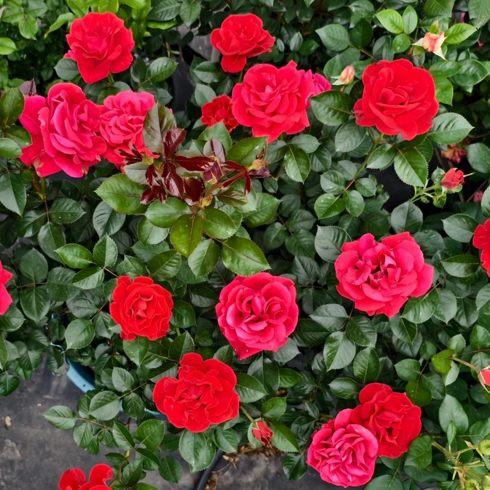 Summer Sangria Rose Plant｜魔法红鞋 image 5