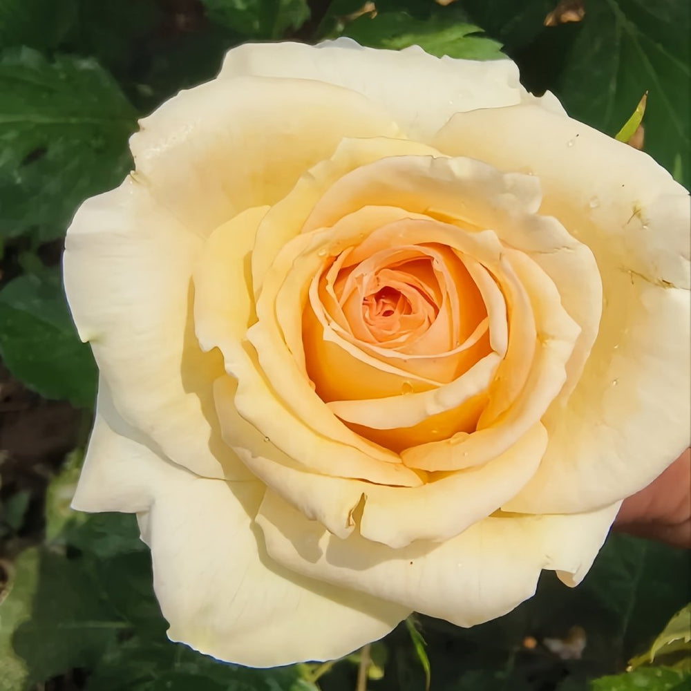 Princess Maya Rose Plant｜玛雅公主 image 4