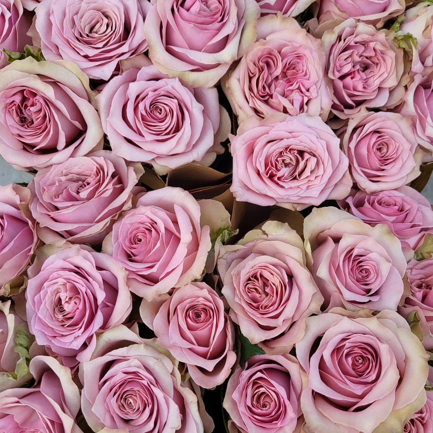 Melody Beattie Rose Plant | 旋律贝蒂 image 0