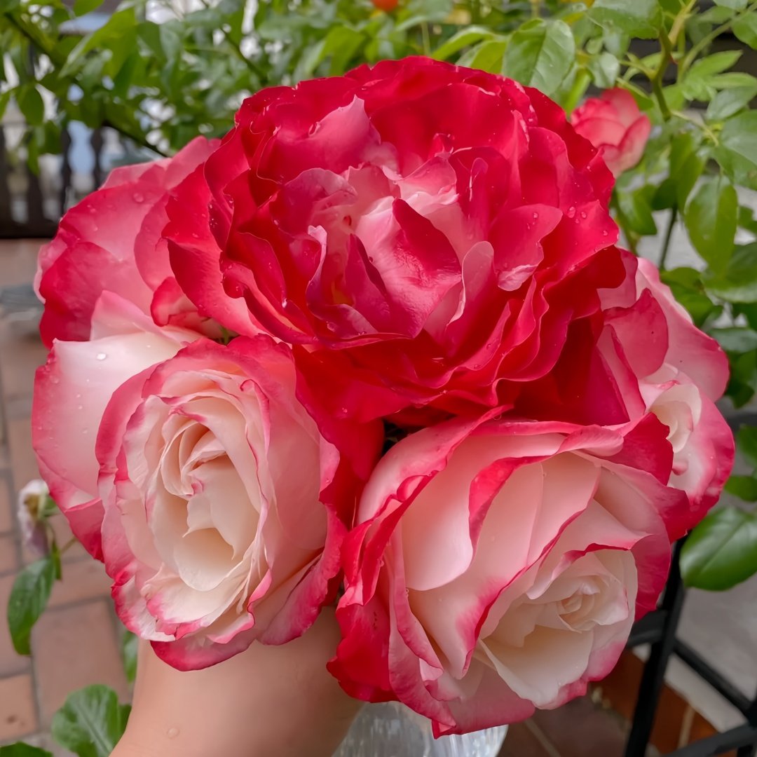 Nostalgie Rose Plant|乡愁 image 7
