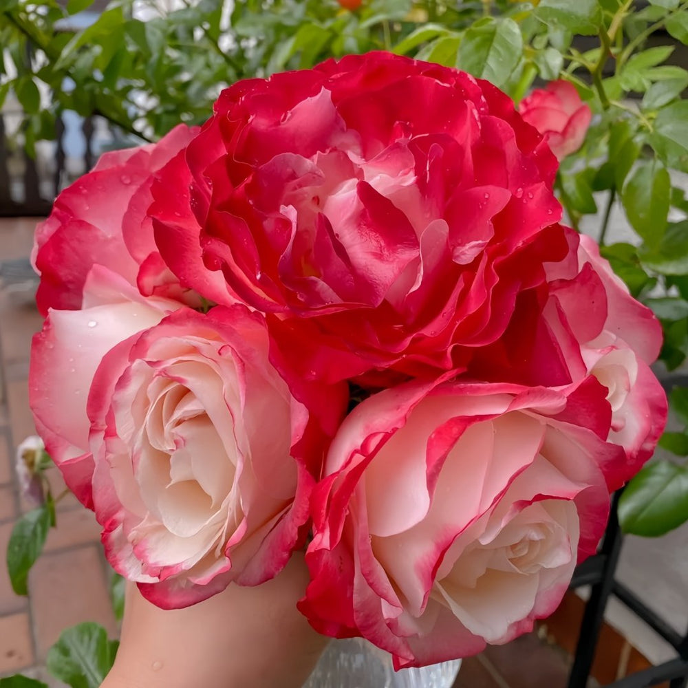 Nostalgie Rose Plant|乡愁 image 7