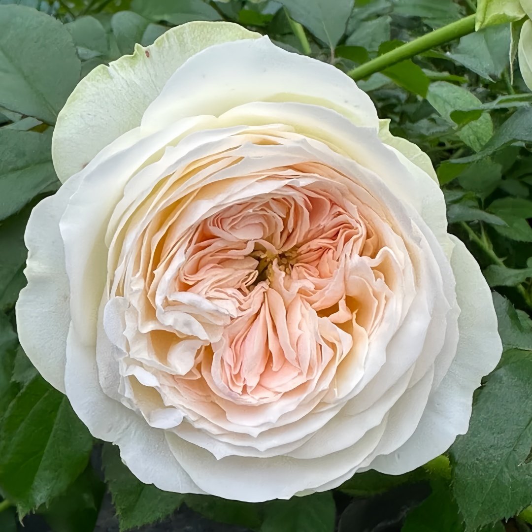 Lorena Summerhouse Rose Plant|雷娜山庄 image 2