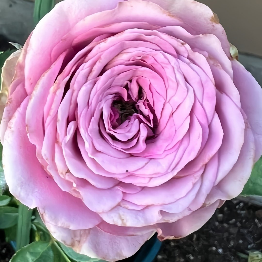 Smokey Eyes Rose Plant|烟熏眼妆 image 3