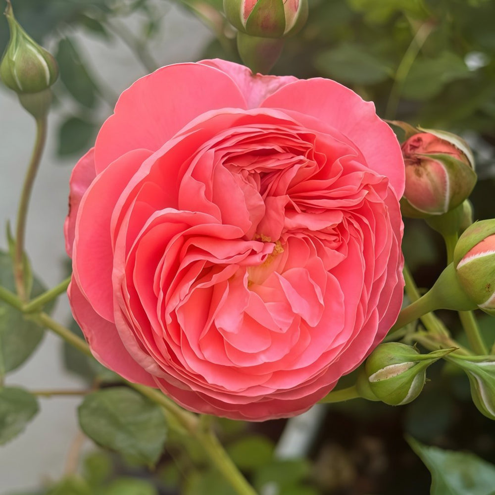 Summer Fireworks Rose Plant|夏日花火 image 6