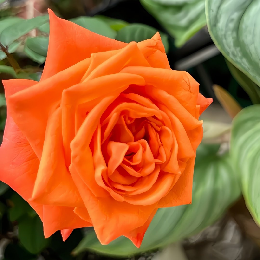 Voodoo Rose Plant｜巫术 image 2