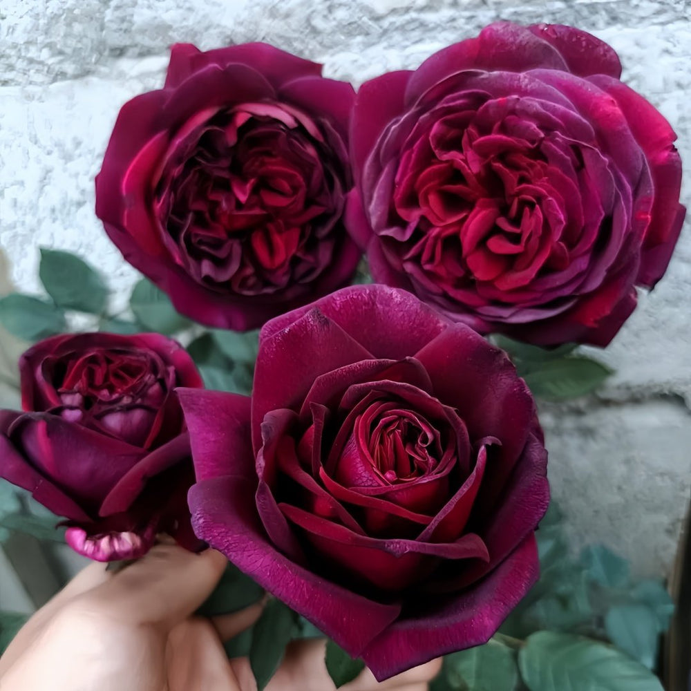 Black Perfumella Rose|暗香 image 7