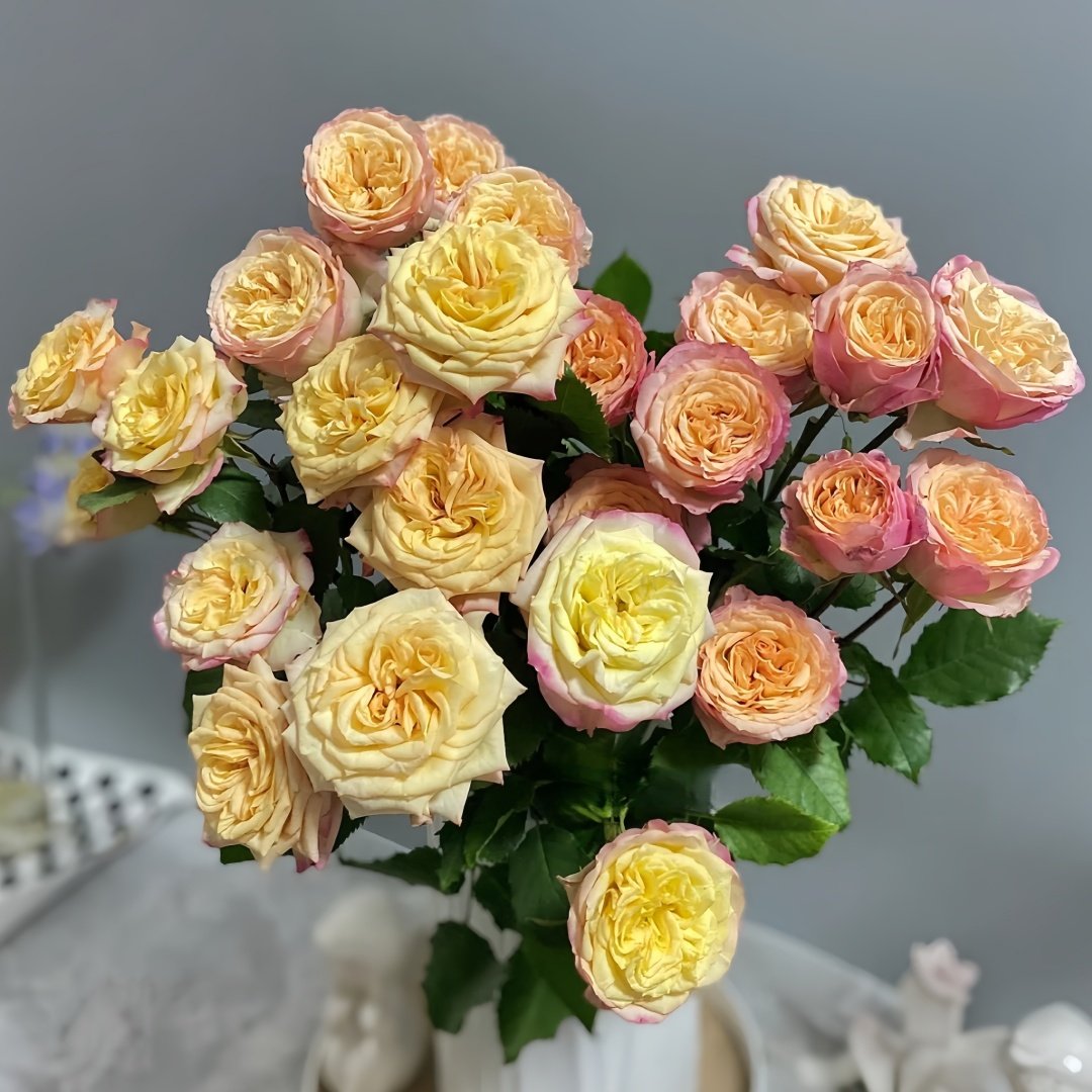 Yoga Trendsetter Rose Plant｜瑜伽潮流 image 5