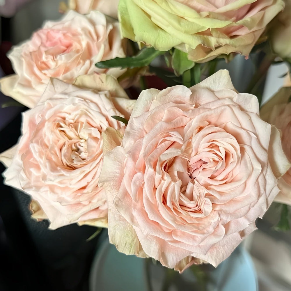 Art Nuvo Rose Plant|新艺术 image 3