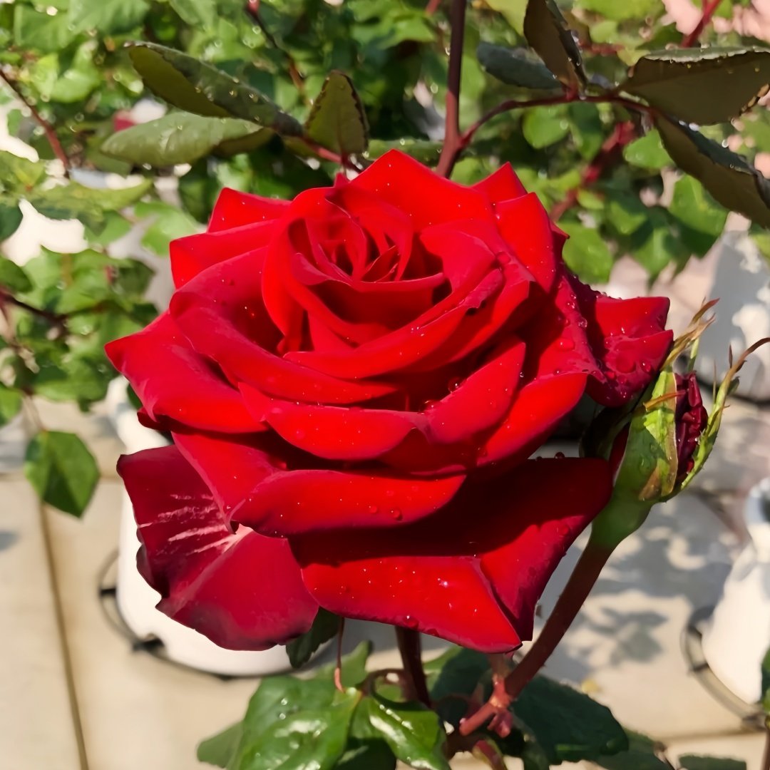 Plateau Red Rose Plant｜高原红 image 4