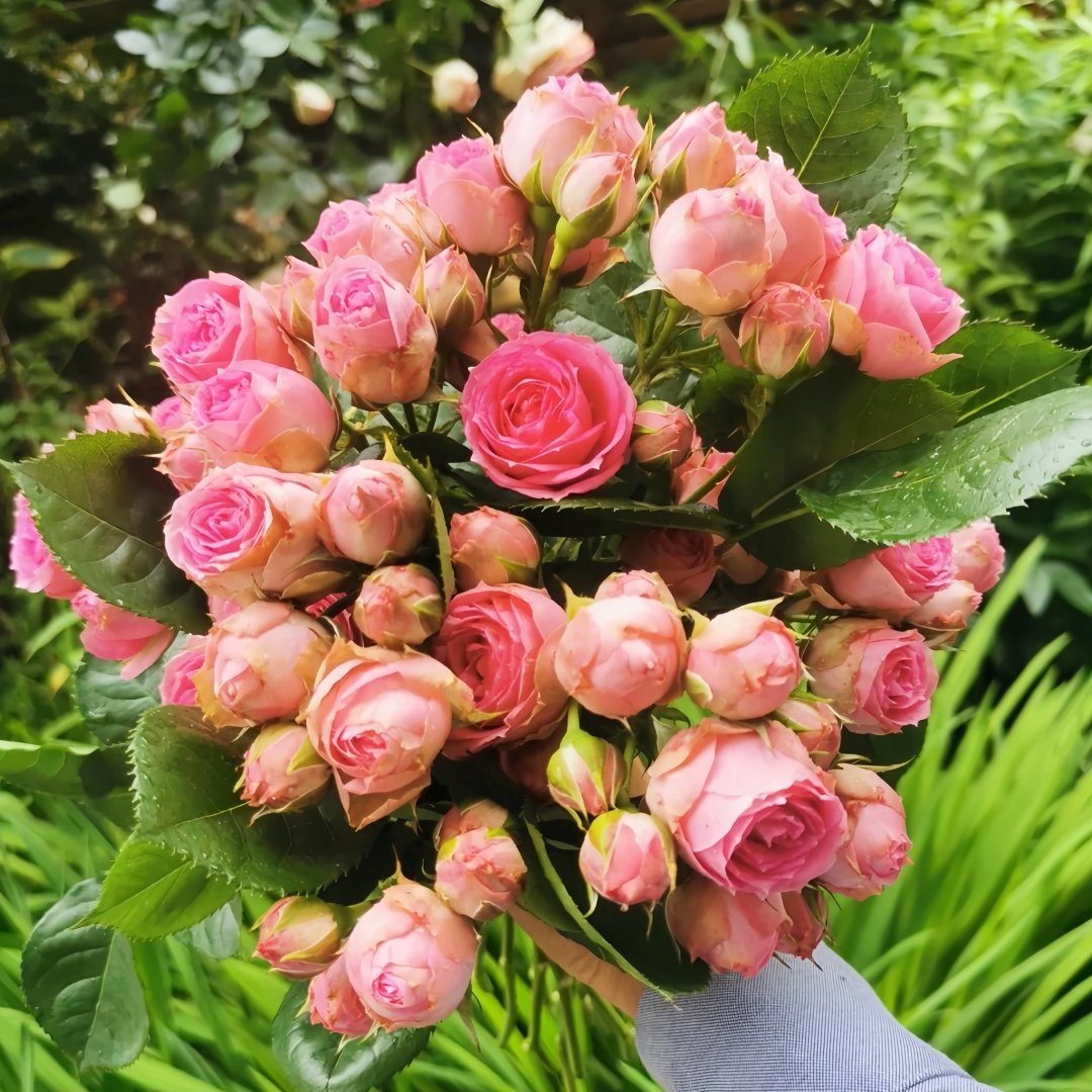 Super Sensation Rose Plant｜粉多头 image 0