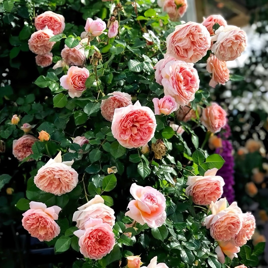 Abraham Darby Rose Plant | 亚伯拉罕·达比 image 5