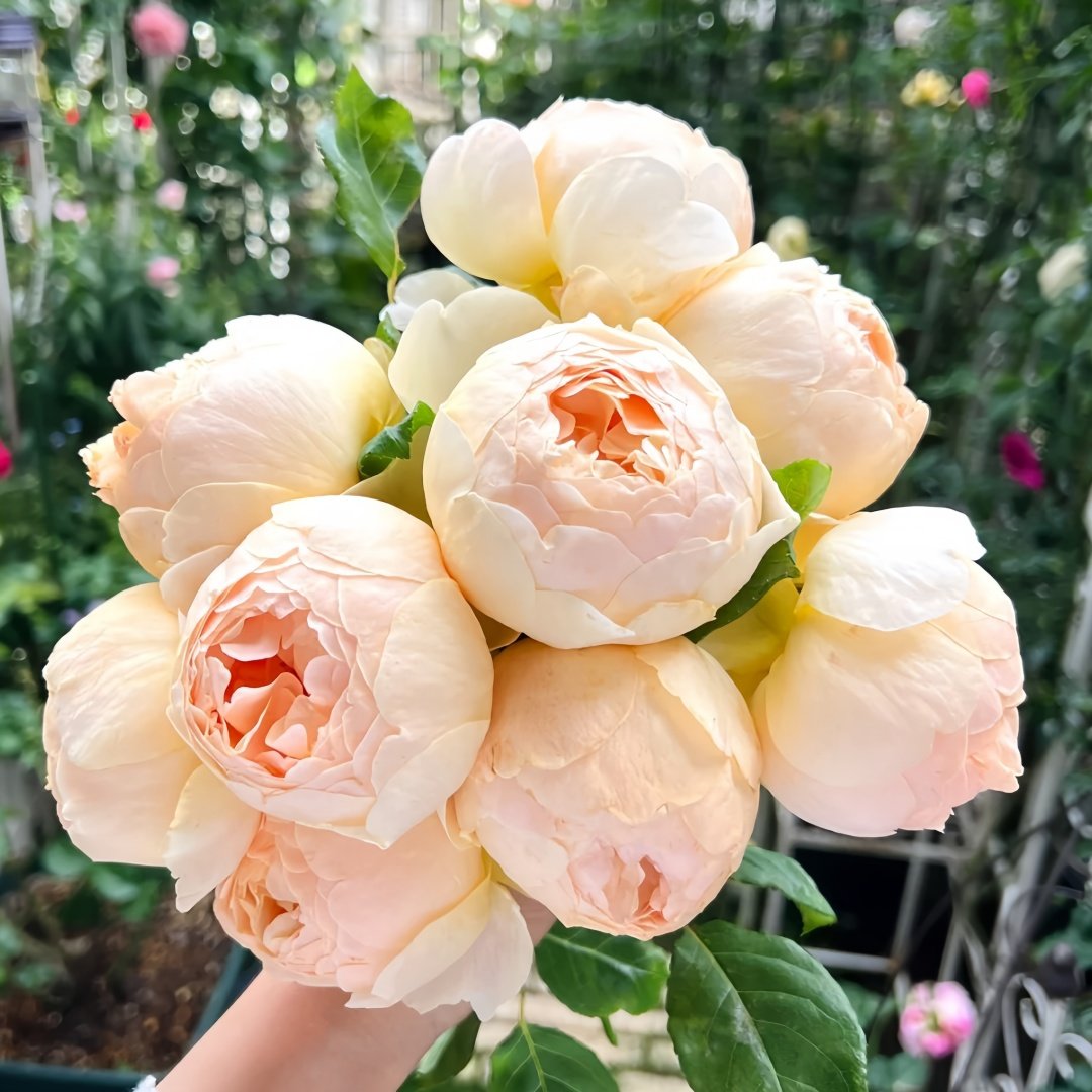 Jude the Obscure Rose Plant｜无名的裘德 image 9