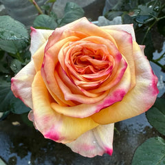 Apricot Queen Rose Plant｜杏色皇后 image 1
