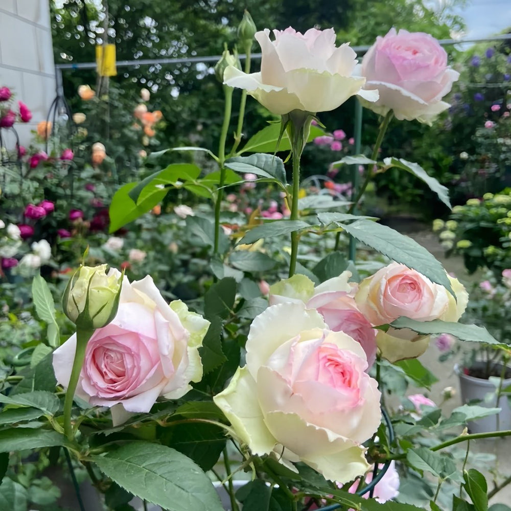 Light Makeup Rose Plant|薄化妆 image 7