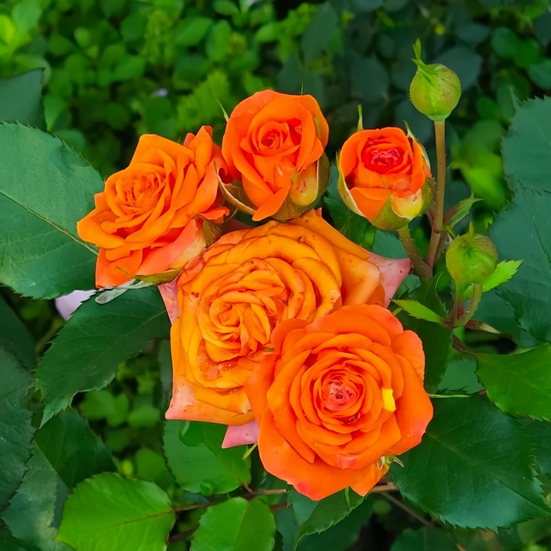 Orange Jewel Rose Plant ｜橙色芭比 image 1