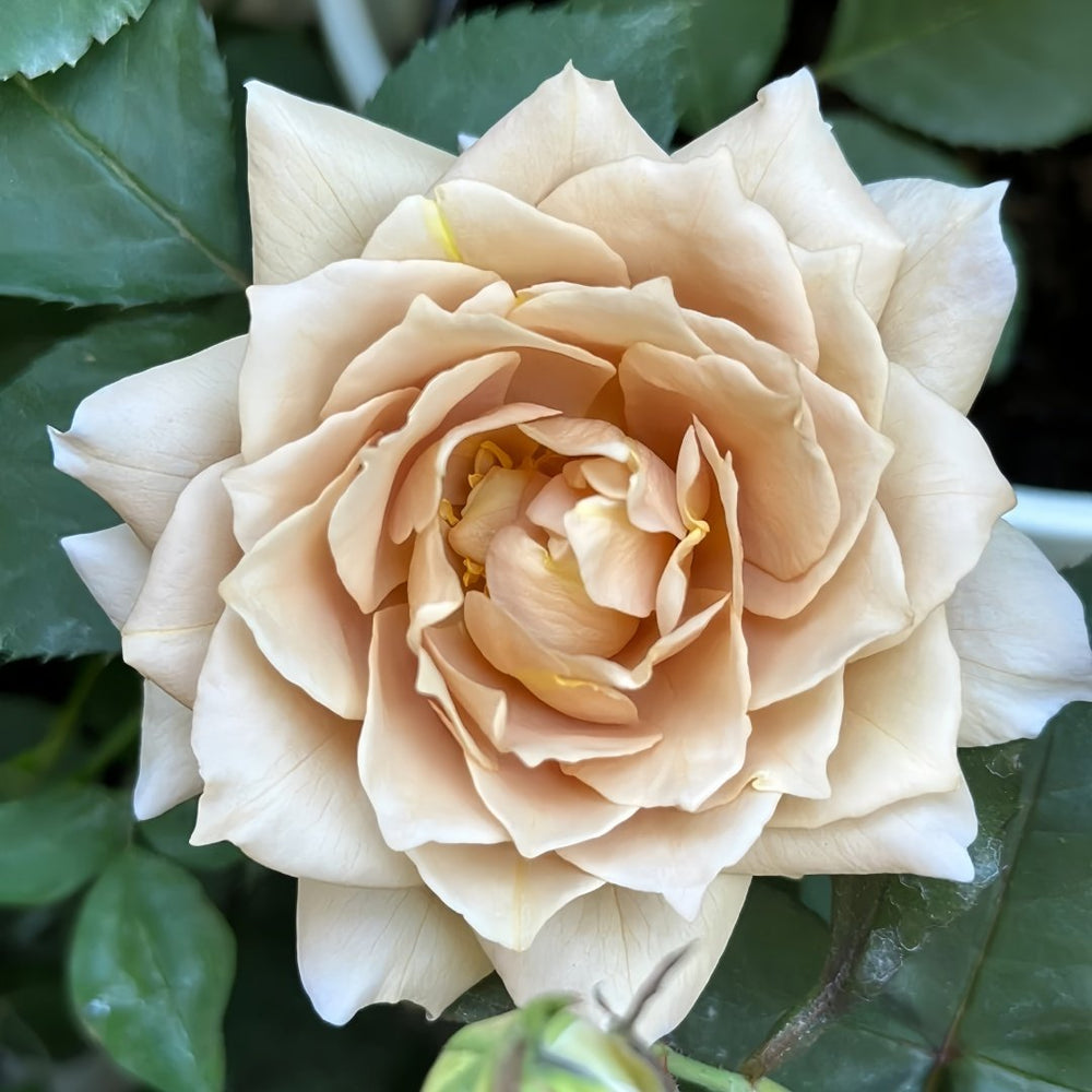 Suo Qingqiu Rose Plant｜锁清秋 image 1