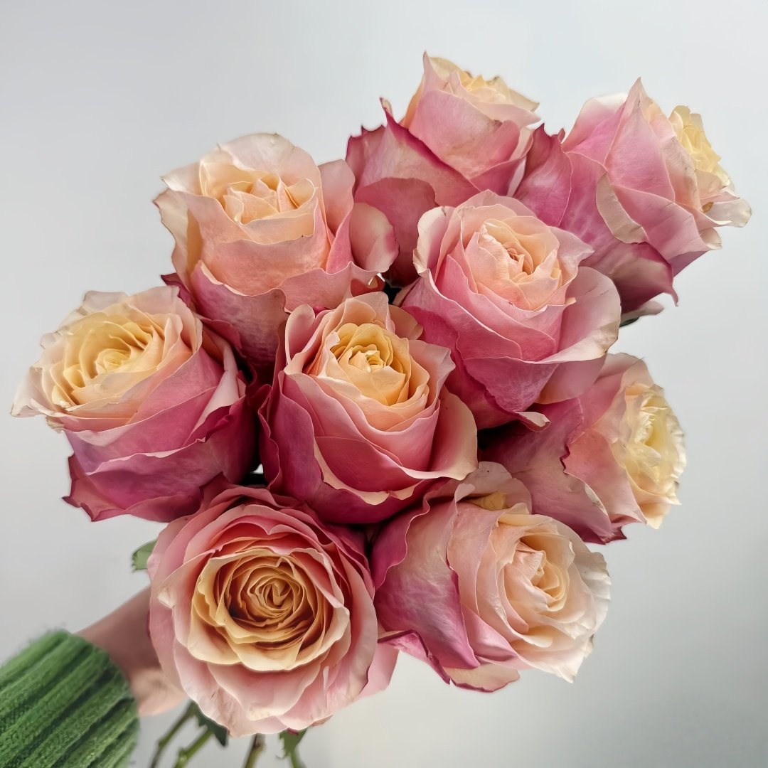 Gran Donna Rose Plant|格兰夫人 image 2