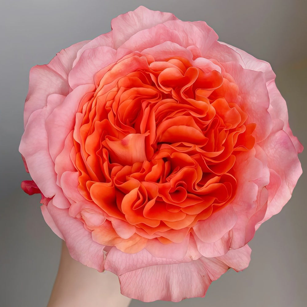 Special Song Rose Plant｜特别情歌 image 0