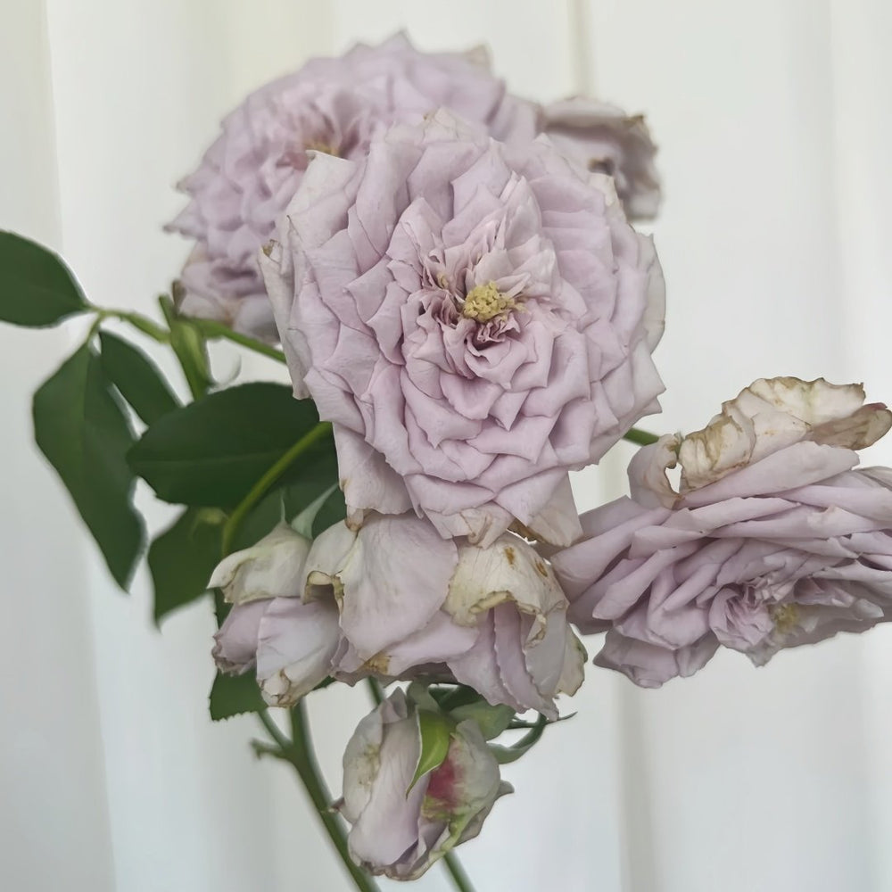 Antique Watch Rose Plant｜古董怀表 image 8
