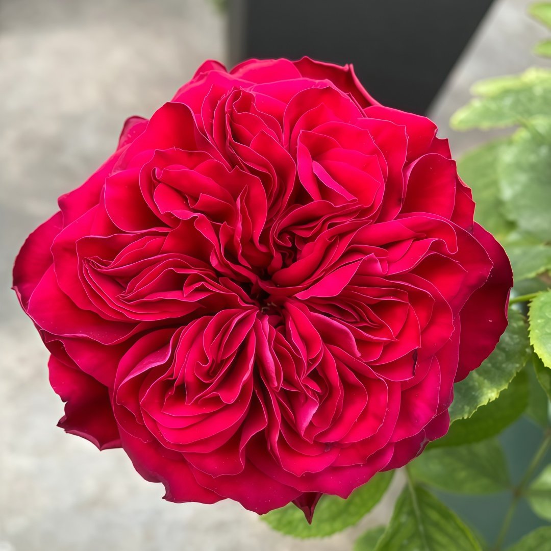 Lovett Rose Plant｜爱之花 image 0