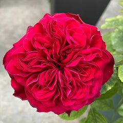 Lovett Rose Plant｜爱之花 image 0