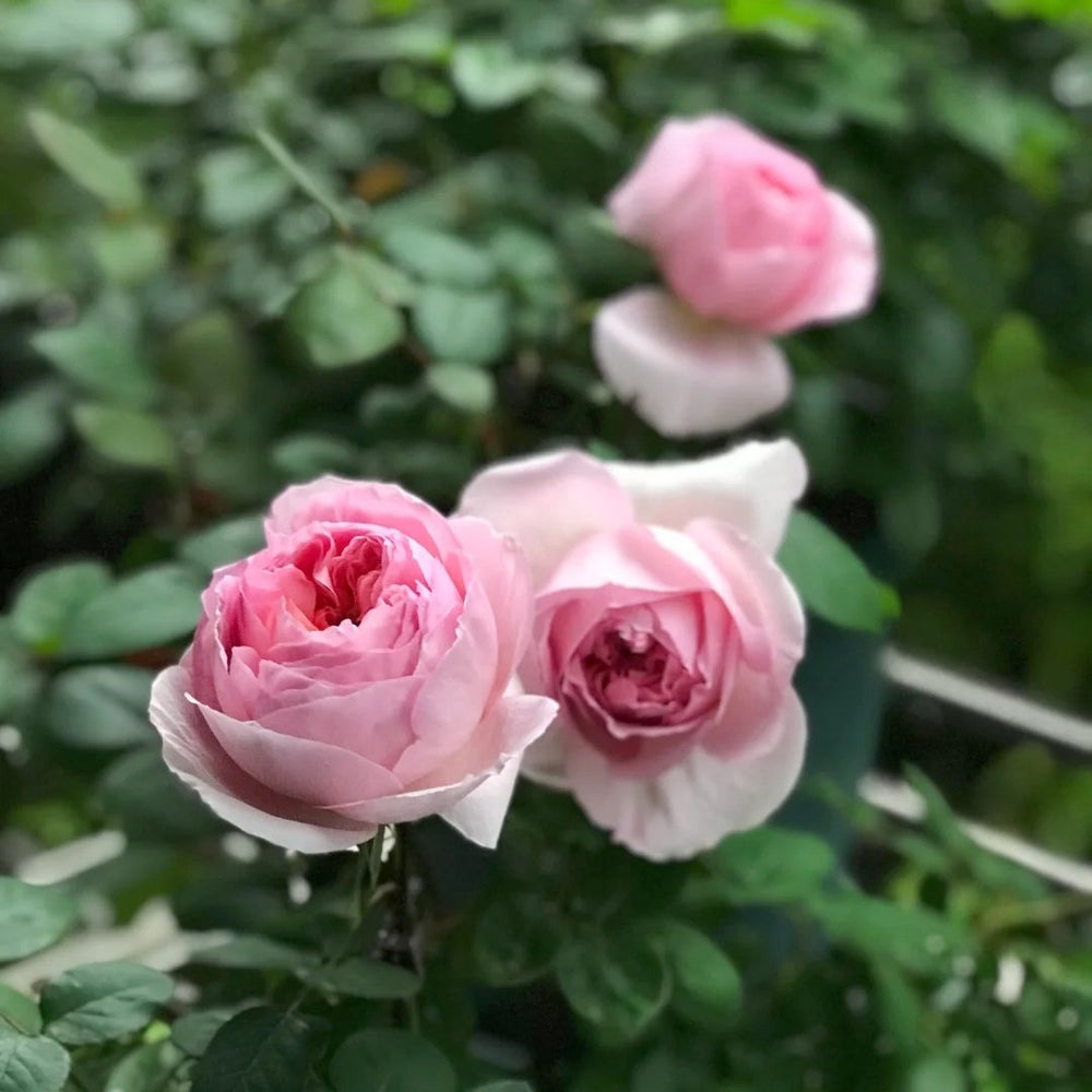 Dames de Chenonceau Rose Plant|舍农索城堡的女人 image 12