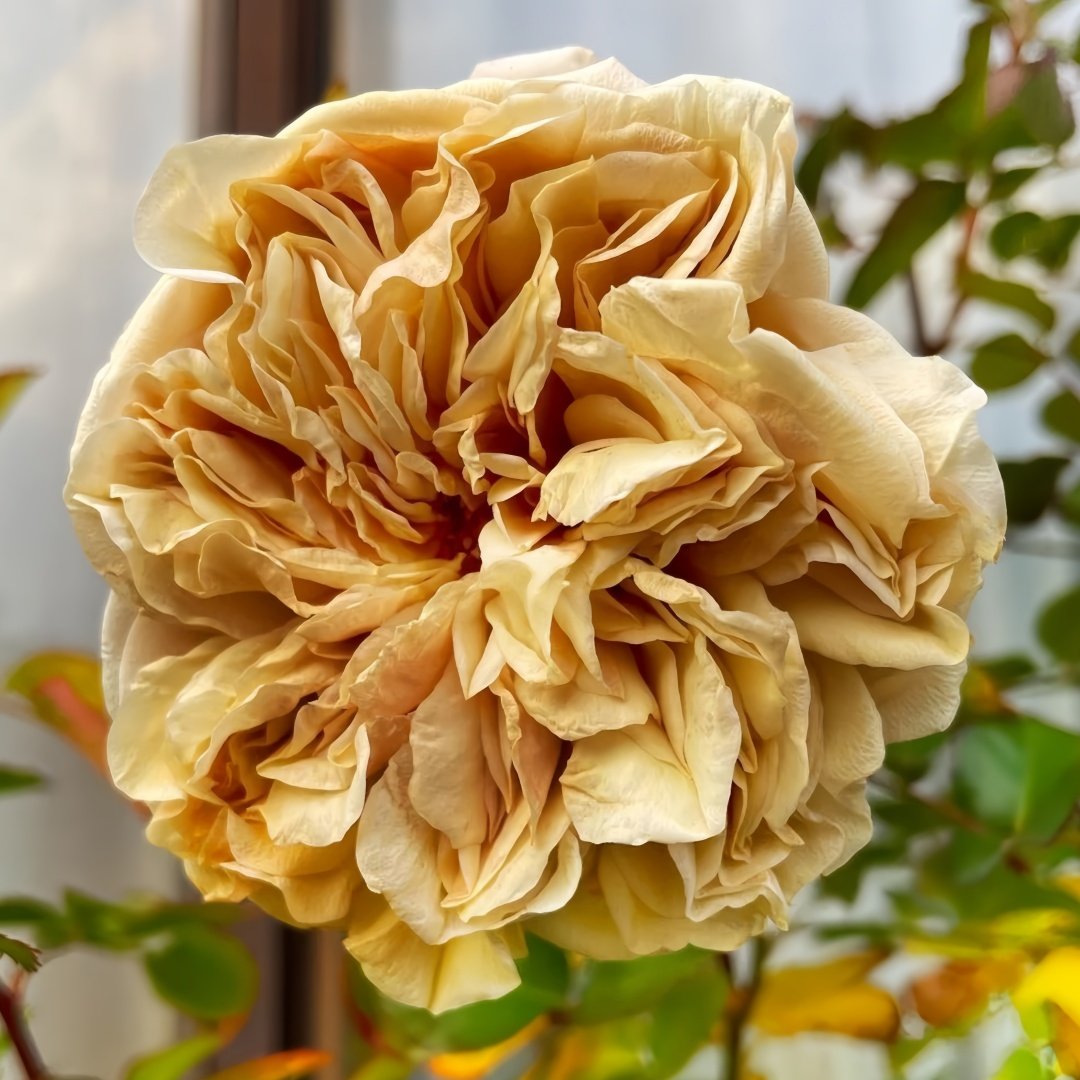 Country Bear Rose Plant|乡村熊 image 5