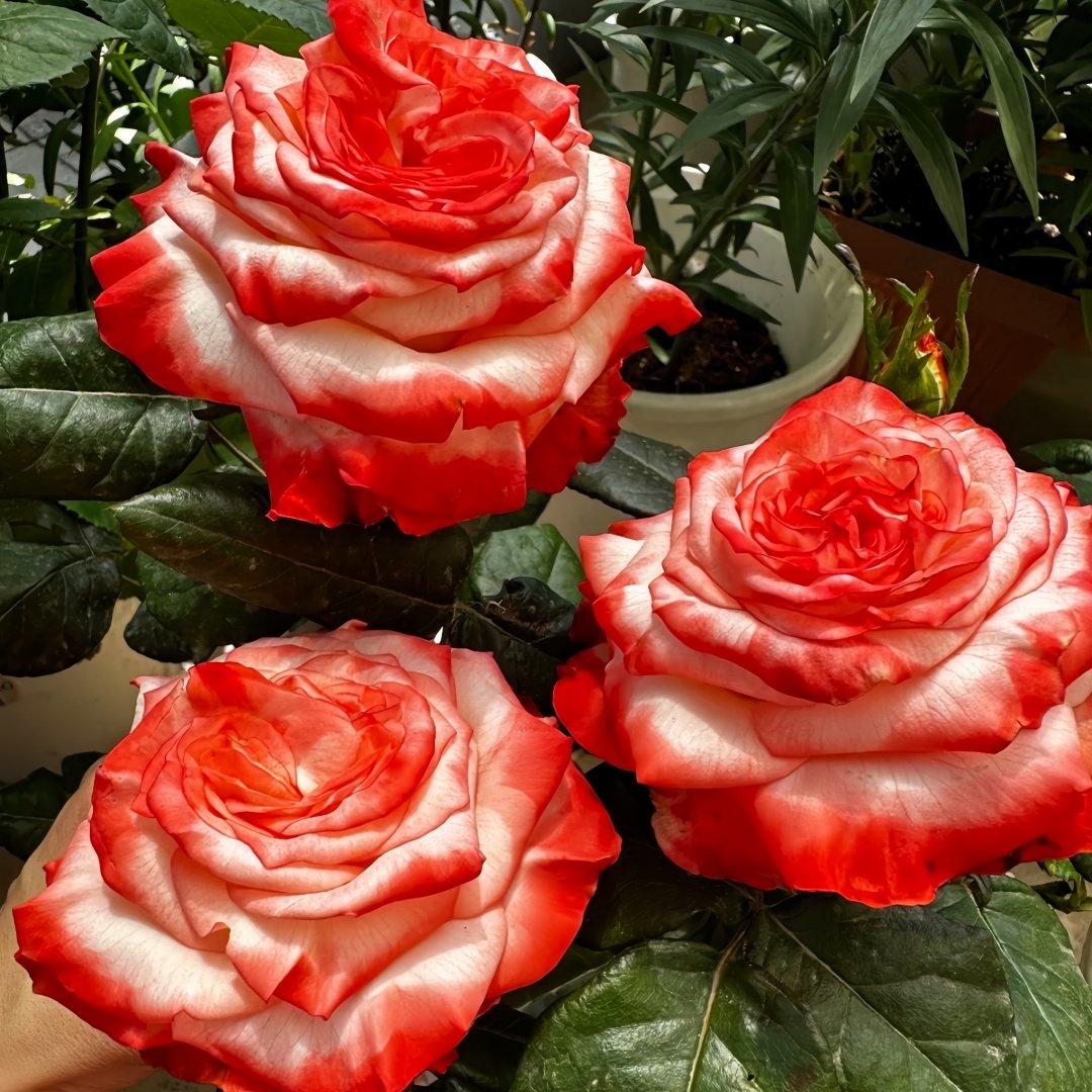 Farfalla Rose Plant｜法尔法拉 image 8