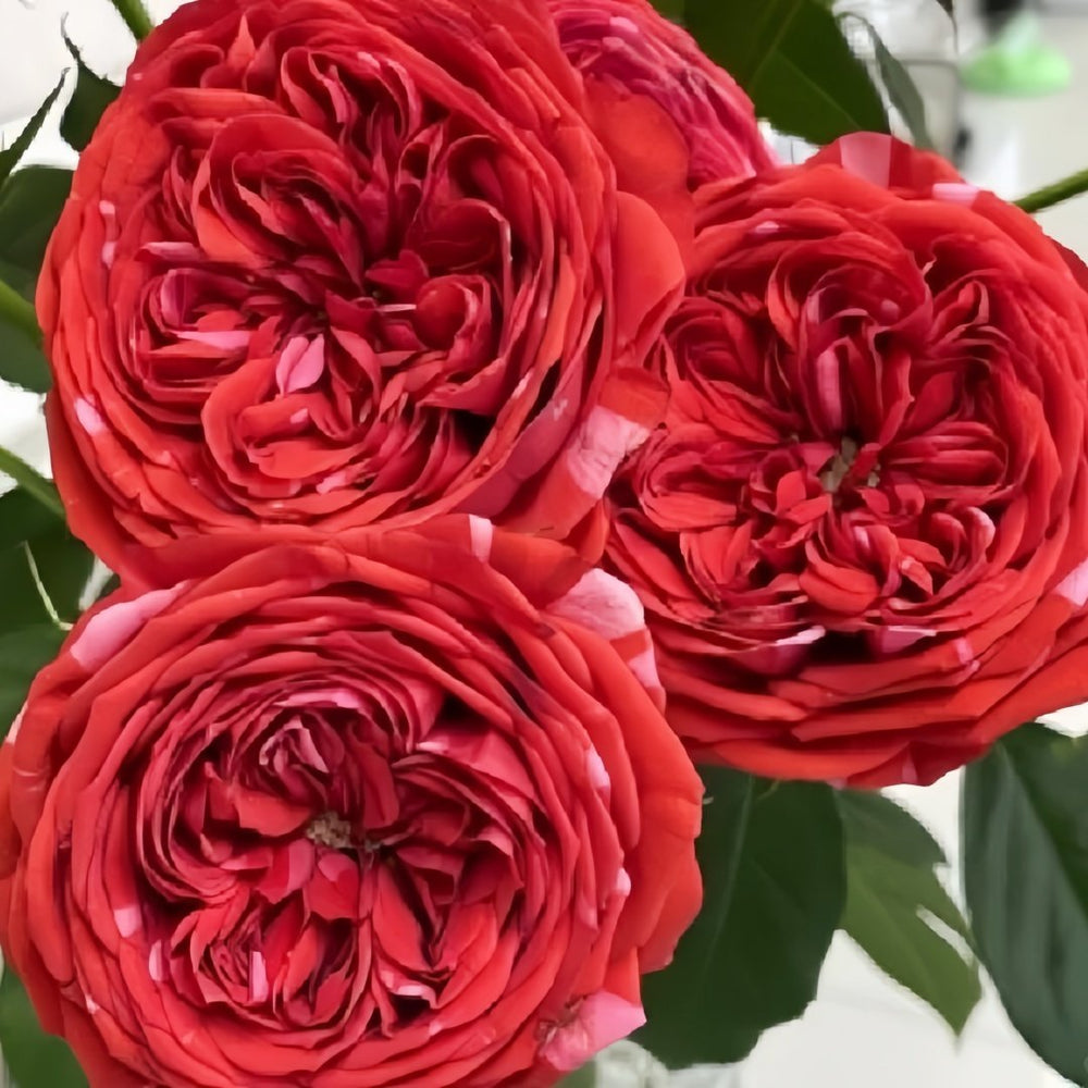 Mix Berry Rose Plant｜玫瑰浆果 image 3