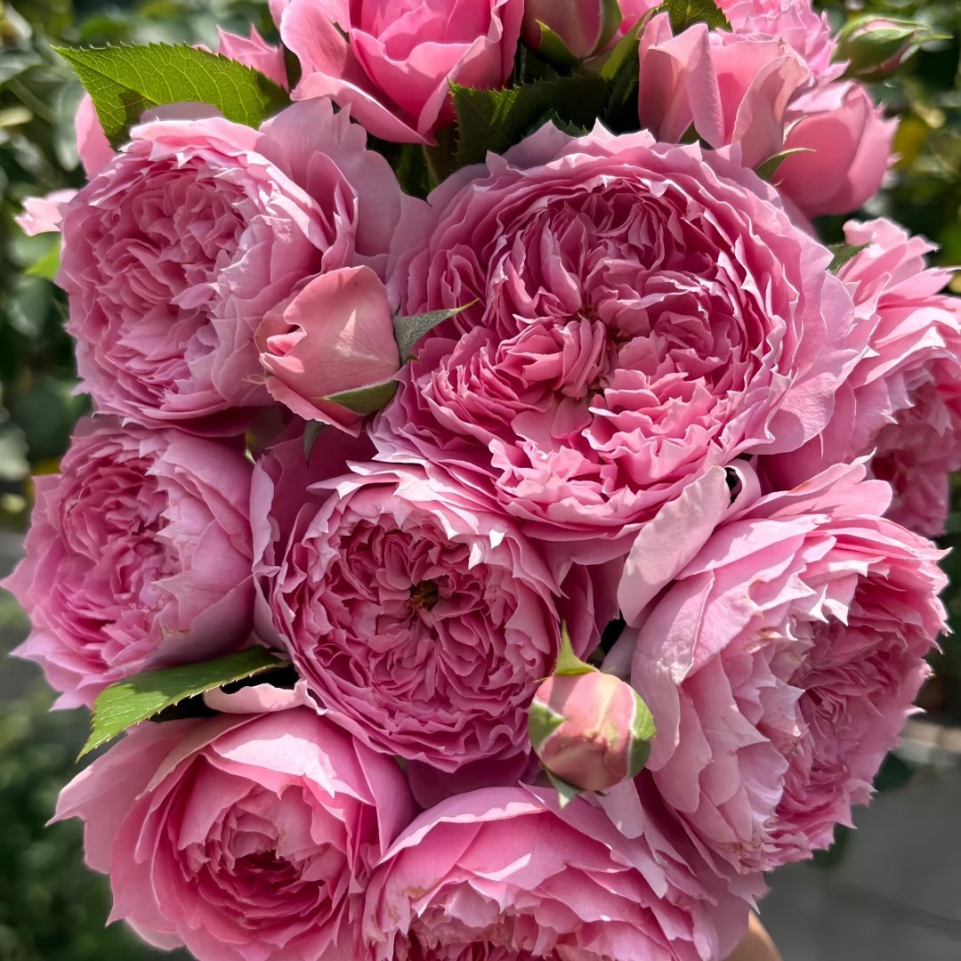 Prima Vista Rose Plant｜初见 image 5