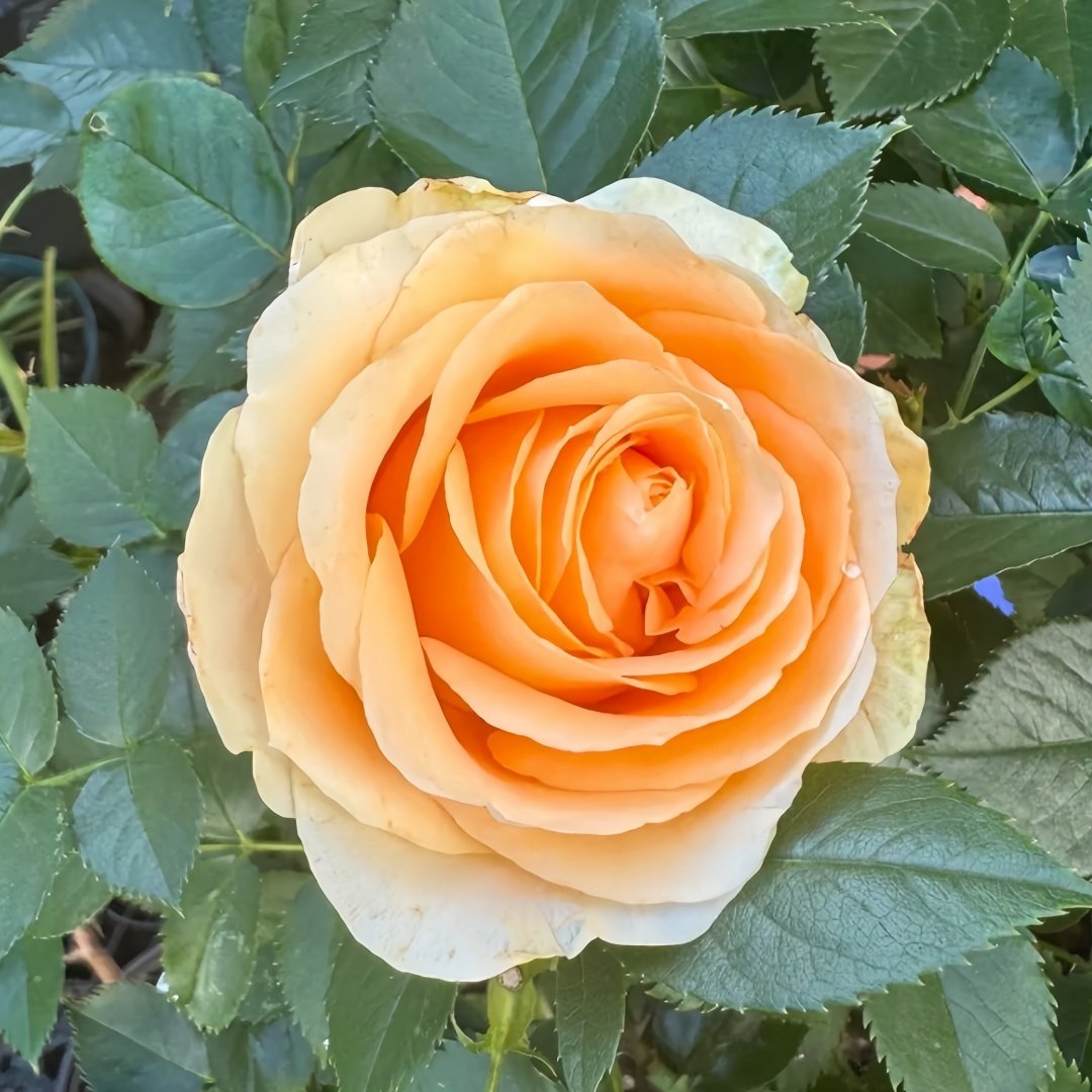 Peach Avalanche Rose Plant | 蜜桃雪山 image 3