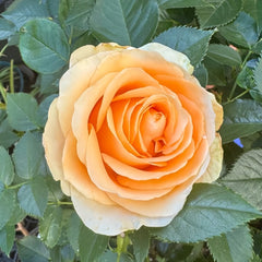 Peach Avalanche Rose Plant | 蜜桃雪山 image 3
