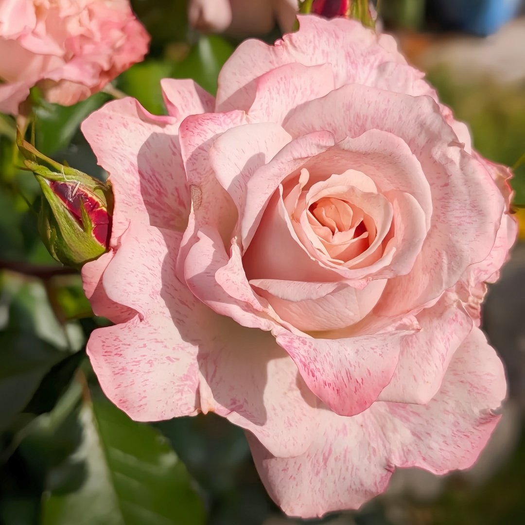MEIvanae Rose Plant｜里昂优雅 image 8