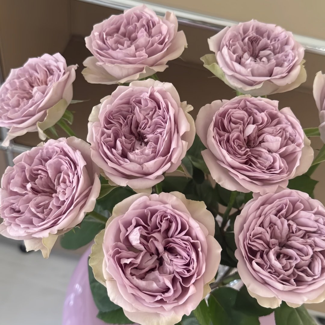 Villa Lila Rose Plant|莉拉别墅 image 6