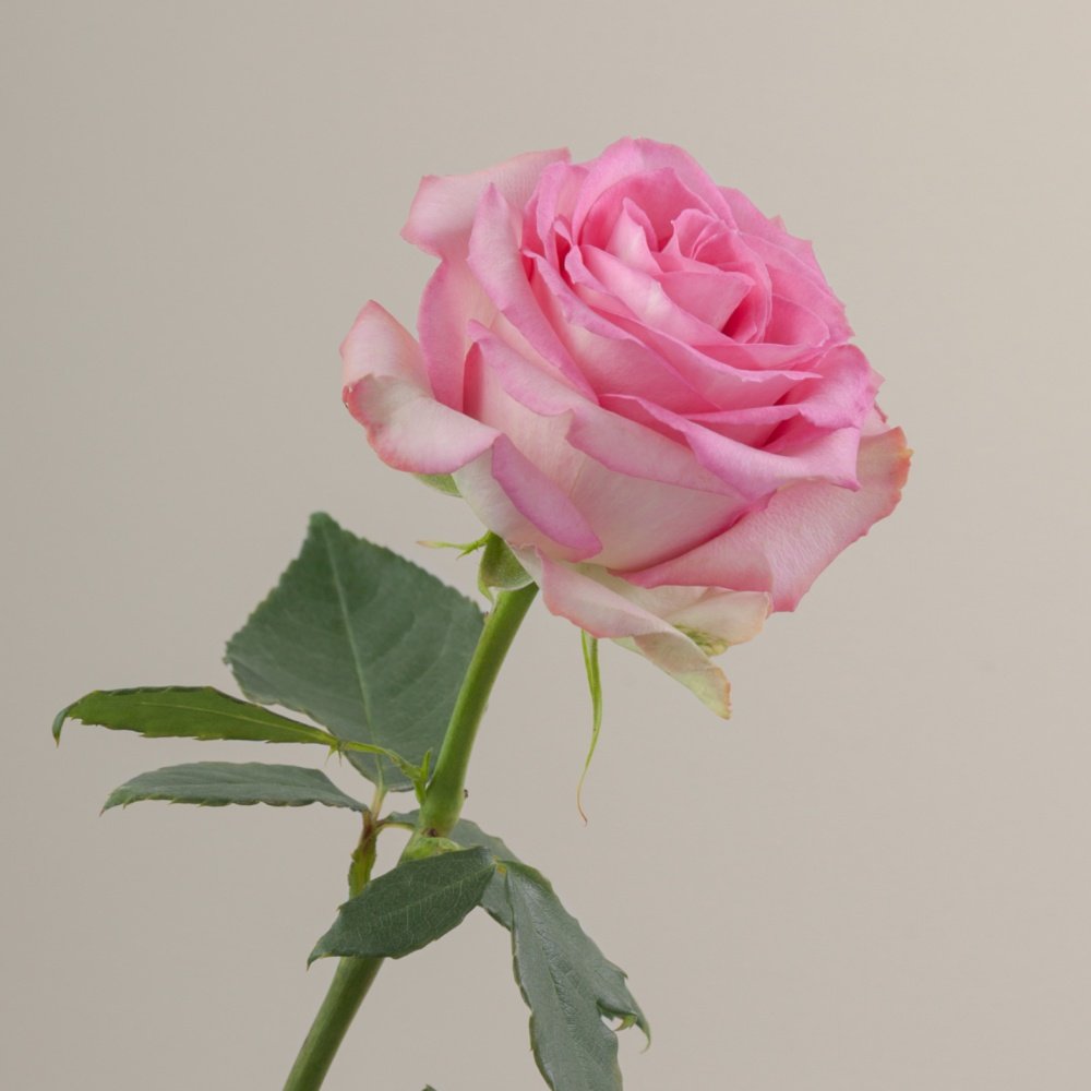 Sweet Unique Rose Plant｜红粉佳人 image 4