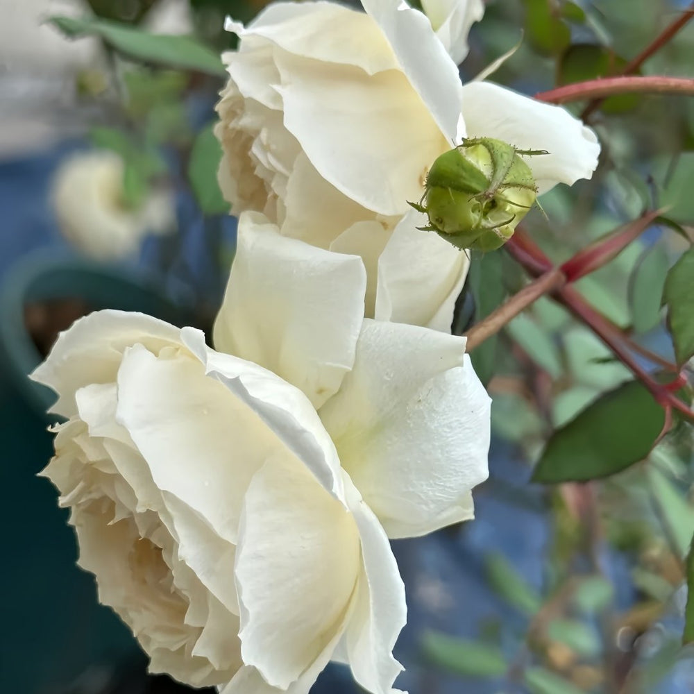 Weeping beauty Rose Plant|梨花雨 image 9