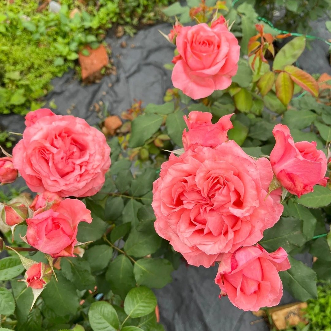Corail Gelee Rose Plant｜珊瑚果冻 image 7