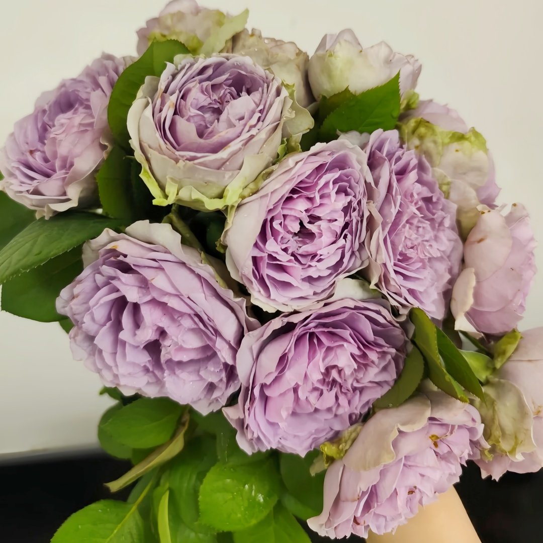 Lapis Veil Rose Plant | 青金石面纱 image 7