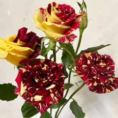 Abracadabra Rose Plant|流星雨 image 3
