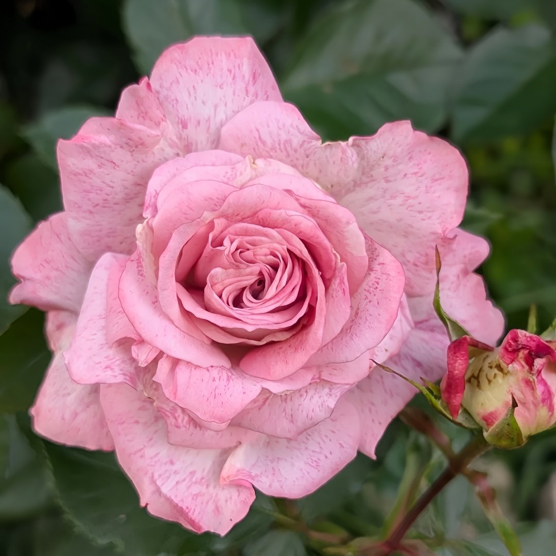 MEIvanae Rose Plant｜里昂优雅 image 4