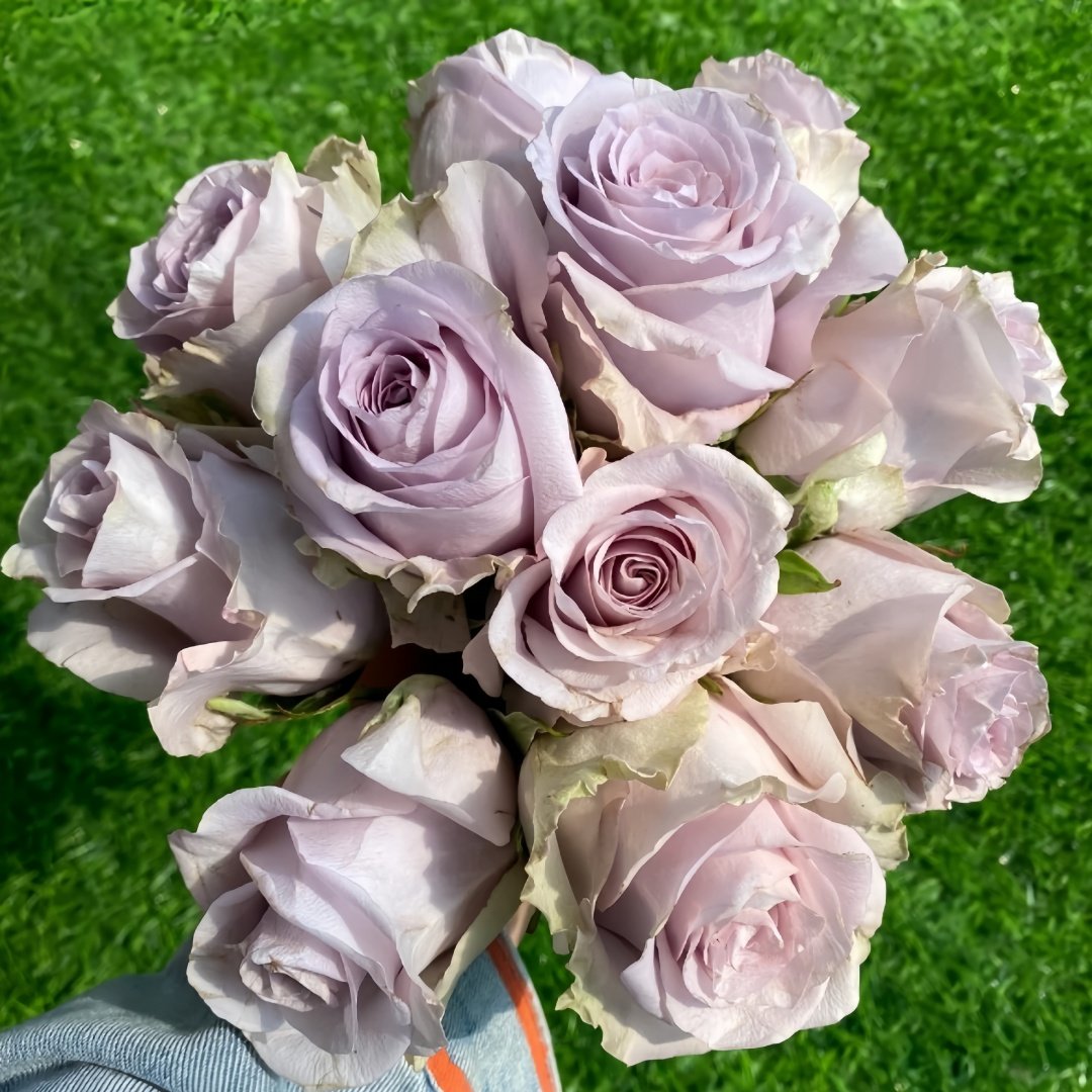 Sivery Light Rose Plant|月光曲 image 8