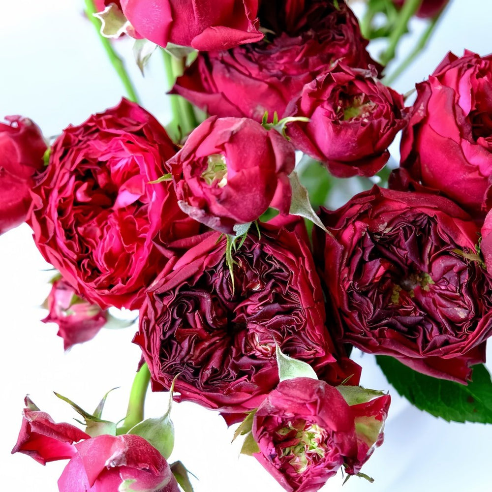Frozen Summerhouse Rose Plant|冰雪山庄 image 3