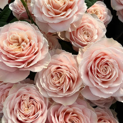 Love Fountain Rose Plant | 爱情喷泉 image 1
