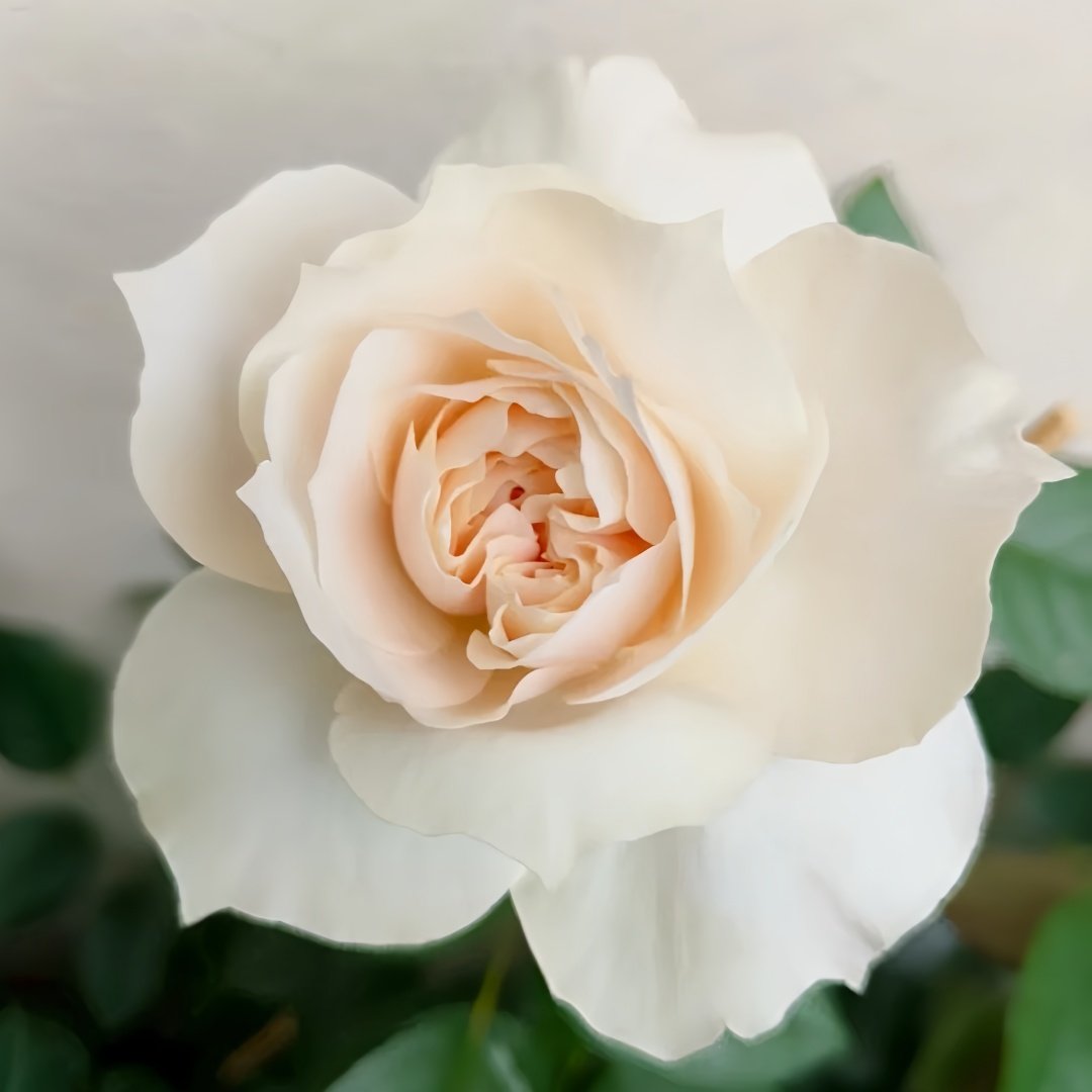 Opera Queen Rose Plant｜歌剧女皇 image 7