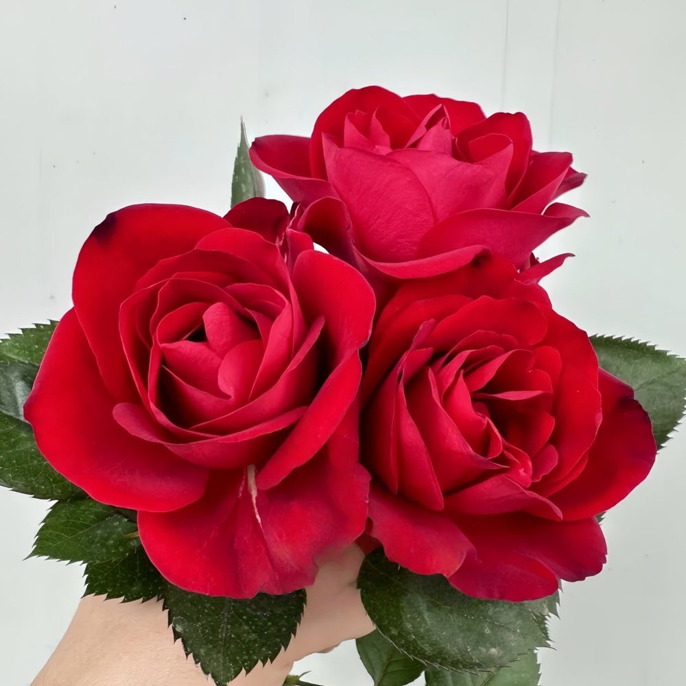 Summer Sangria Rose Plant｜魔法红鞋 image 0