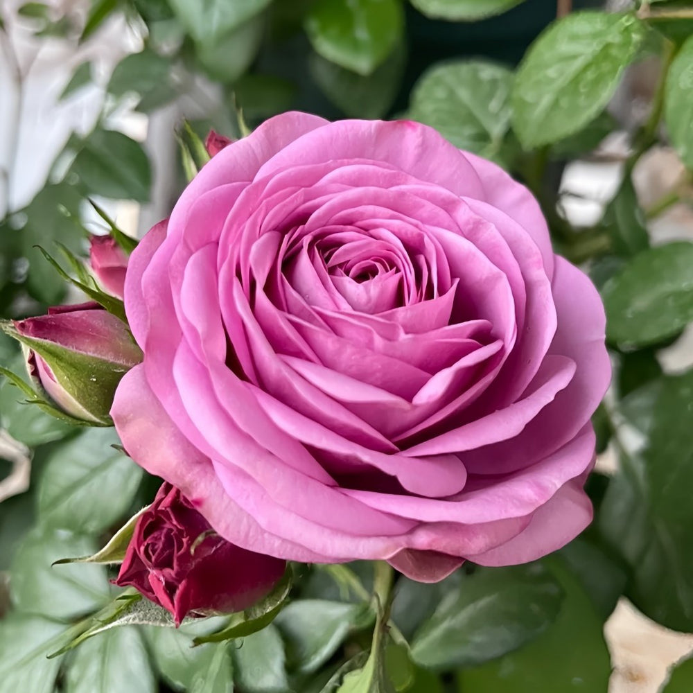Cool Water Rose Plant|冷美人 image 3
