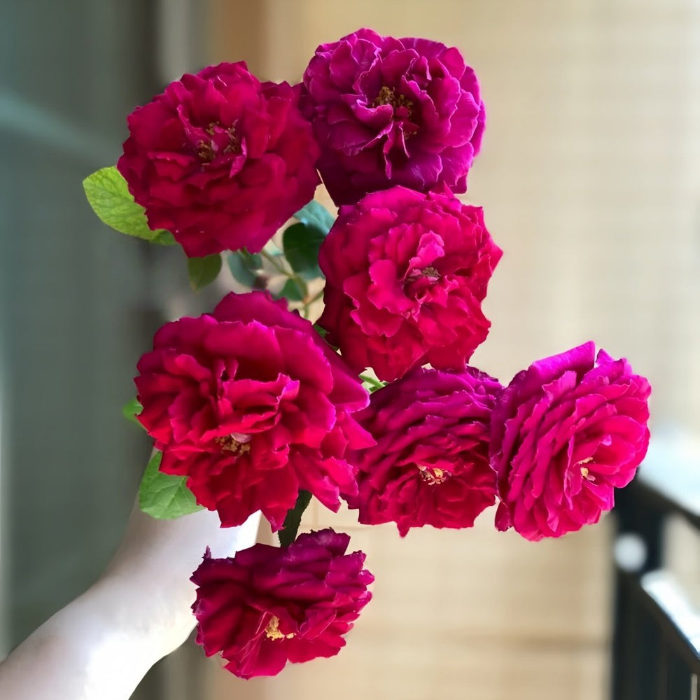 Yves Lorio Rose Plant｜伊芙红宝石伯爵 image 9
