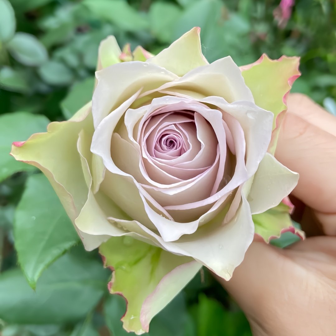 Lapis Veil Rose Plant | 青金石面纱 image 1