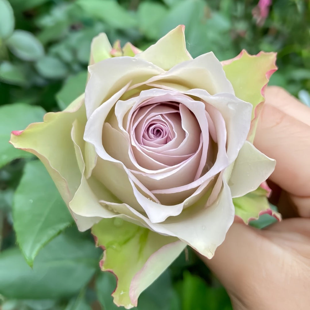 Lapis Veil Rose Plant | 青金石面纱 image 1